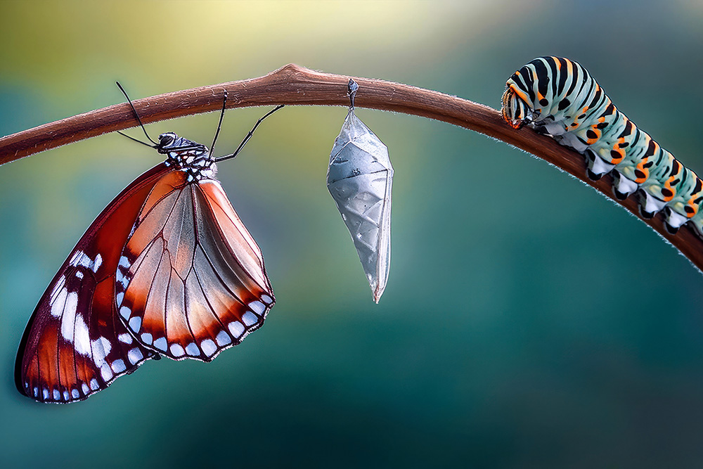 Life Transitions